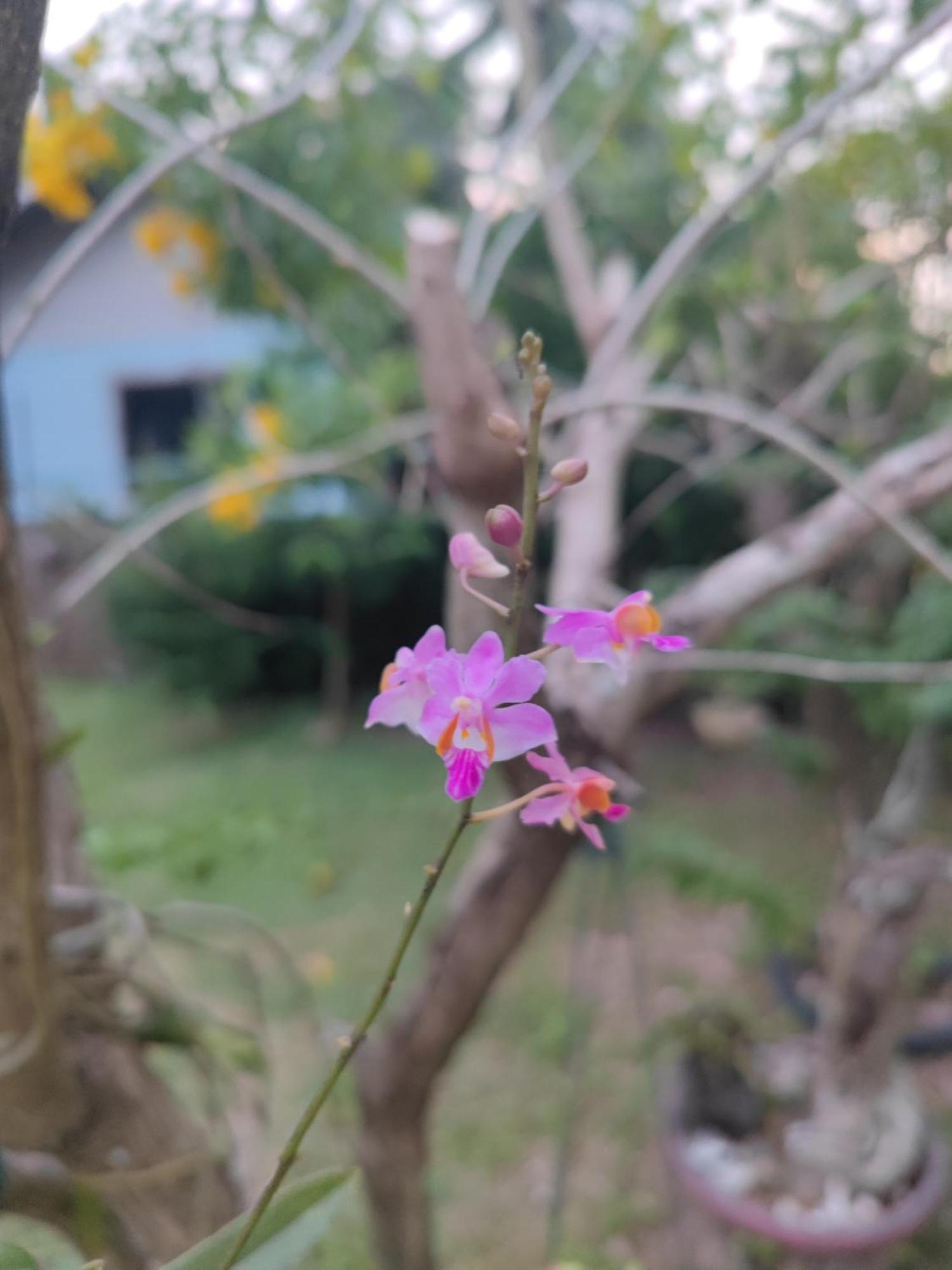 The Secret Garden Homestay Koh Yao Yai Яо-Яй Экстерьер фото