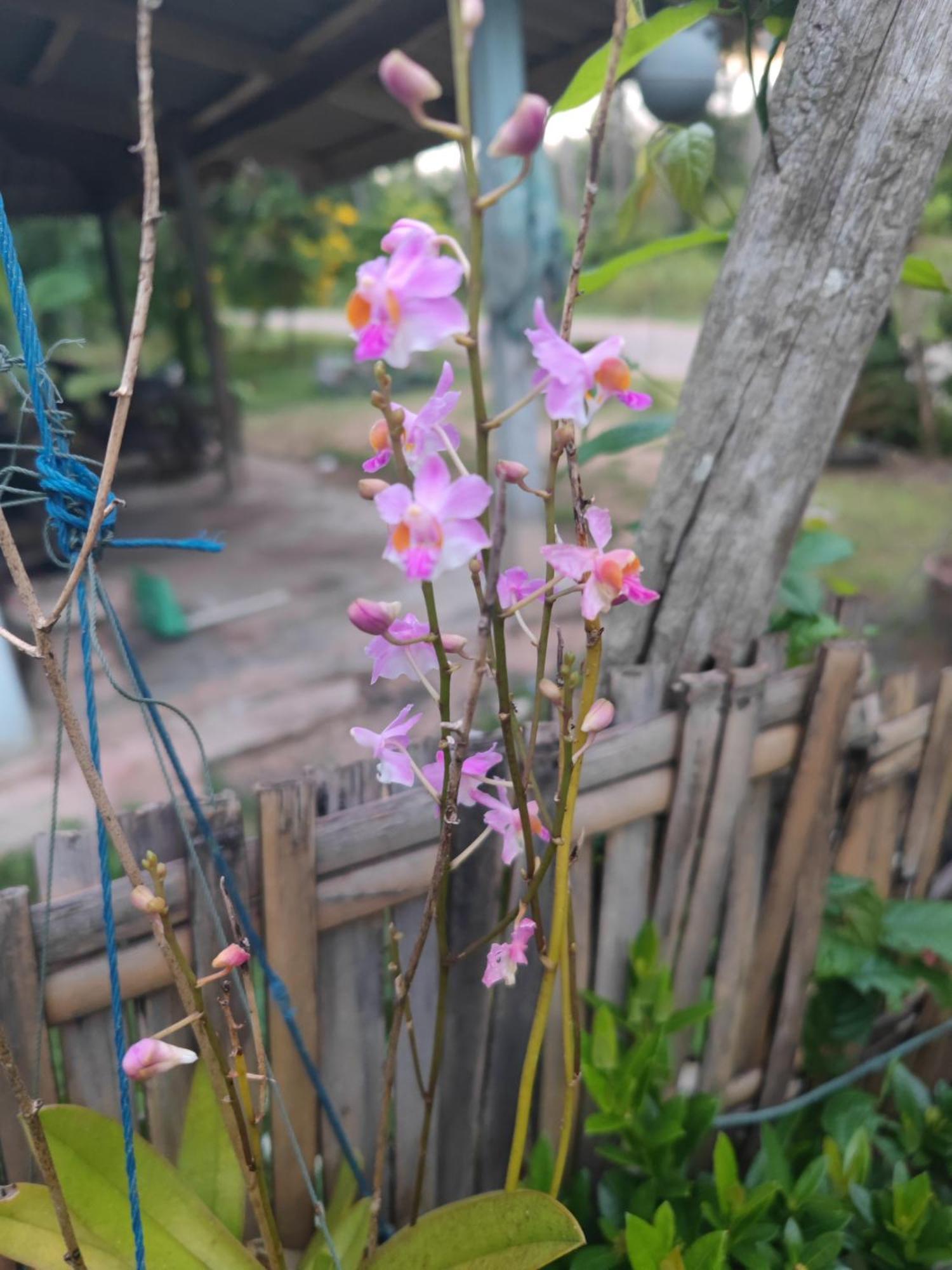 The Secret Garden Homestay Koh Yao Yai Яо-Яй Экстерьер фото