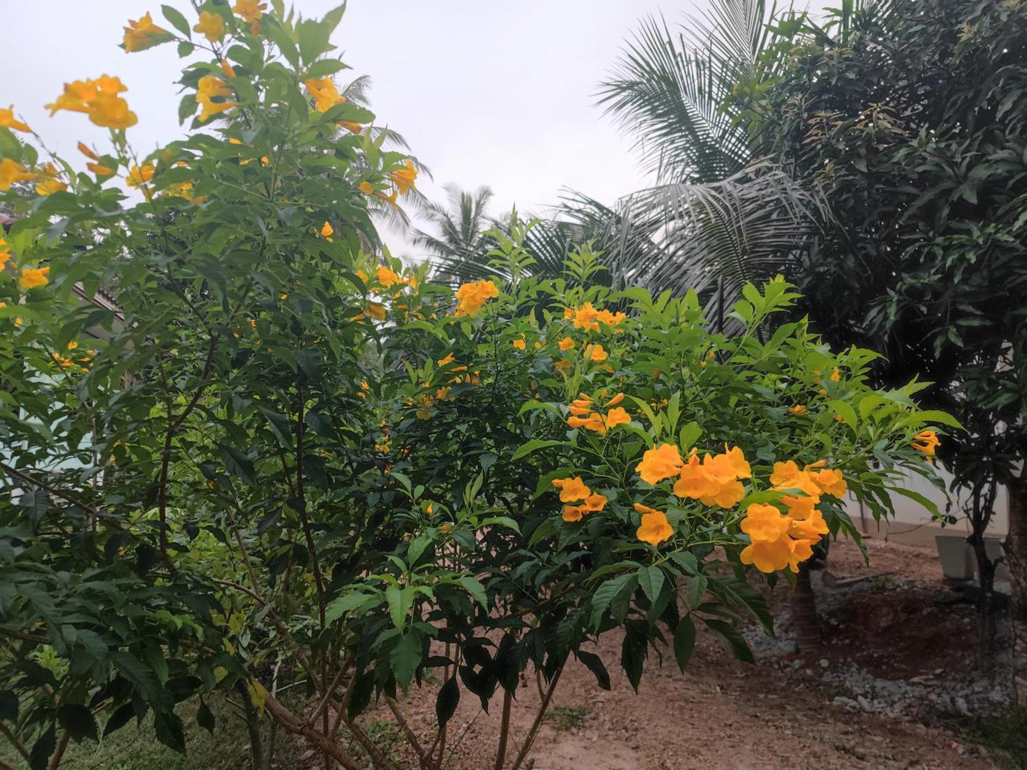 The Secret Garden Homestay Koh Yao Yai Яо-Яй Экстерьер фото