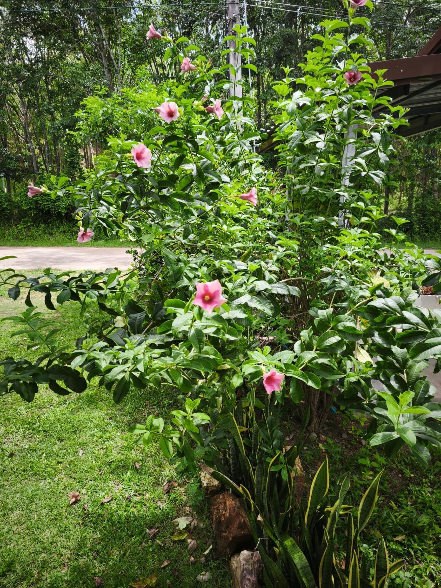 The Secret Garden Homestay Koh Yao Yai Яо-Яй Экстерьер фото